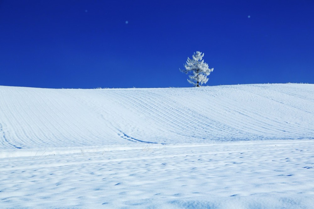 美瑛冬天的雪丘和一棵挂满霜的树